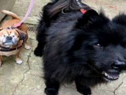 Невероятная история дружбы между двумя собаками всколыхнула сеть