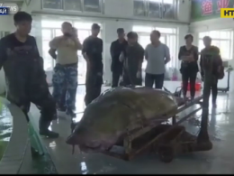 100-річну рибу-монстра спіймав чоловік у Китаї