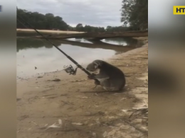 Австралійці зафільмували коалу-рибалку