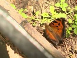 У Києві спостерігається нашестя метеликів
