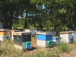 В Днепропетровской области массово гибнут пчелы