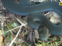 Ядовитая змея укусила 11-летнего мальчика на Харьковщине