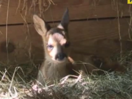 Черкаський зоопарк лідирує по народжуваності звірів