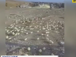 З викинутих яєць на грузинське сміттєзвалище вилупилися сотні курчат