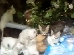 15 маленьких котенят врятували в Києві