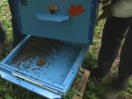 На Сумщині масово загинули бджоли