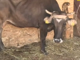 Вагітну корову врятували від смерті болгарські зоозахисники