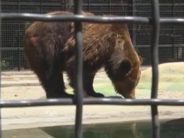 Новосілля для клишоногих: в Одеському зоопарку відкрили новий ведмежатник