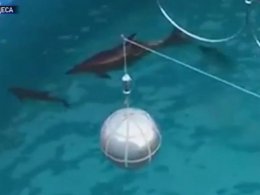 В Одессе на глазах сотни людей родила самка дельфина