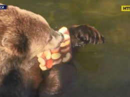 В Черкасском зоопарке животных начали кормить натуральным мороженым и поить смузи