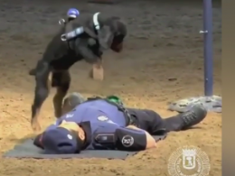 В Іспанії поліцейський собака навчився робити масаж серця людям