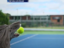 Собачки-теннисисты стали звездами мирового масштаба