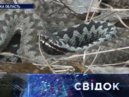 Отруйні змії атакують українців