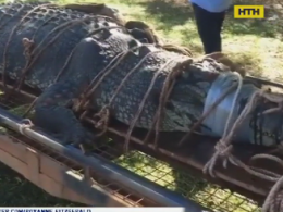 В Австралии поймали гигантского крокодила, за которым охотились 8 лет