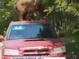 Медведь оседлал автомобиль на Камчатке