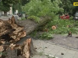 У Львові велетенське дерево буквально розчавило машину