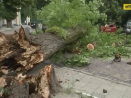 Во Львове огромное дерево буквально раздавило машину