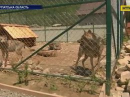 На Закарпатті з'явилася Долина вовків