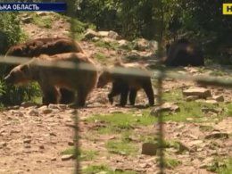 От нынешней жары приходится спасаться даже медведям в Карпатах