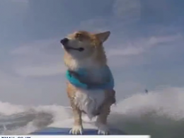 Пес з Каліфорнії катається на серфі