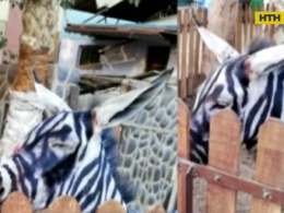 У єгипетському зоопарку показували розфарбованих віслюків замість зебр