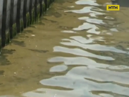 Токсичные водоросли атакуют воды Балтики