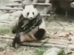 Панду Кунг-фу нашли в китайском зоопарке