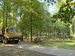 В Киеве уничтожили деревья, которым более 100 лет