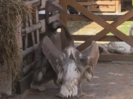 У Вінницькому зоокуточку з’явилася пара білих пеліканів