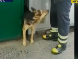 В Золотоноше спасатели из ловушки освободили собаку