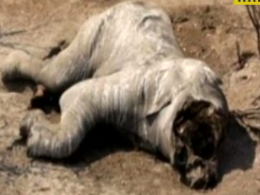 Браконьєри вбили 90 слонів у Ботсвані