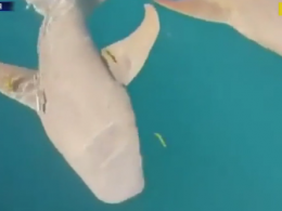 Туристці на Заході Австралії акула відкусила пальця