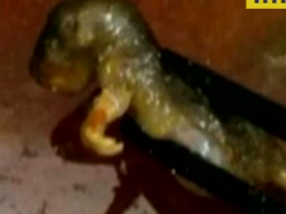 В одному з ресторанів Китаю жінка знайшла дохлого пацюка в супі