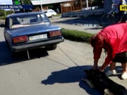 На Вінниччині жінка-живодерка відмовилася віддавати пса новим господарям
