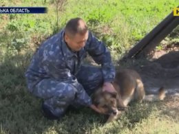 На Вінничині поліцейських атакував скажений лис