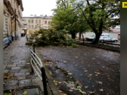 Во Львове сильный ветер повалил деревья и повредил линии электропередач