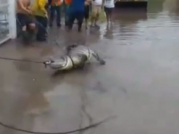В Мексике после масштабного наводнения по улицам поплыли крокодилы