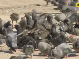 В Таиланде законом запретили кормить голубей