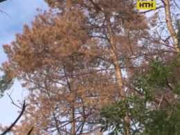 Тысячи гектаров сосен высохли в Черкассах