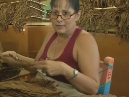Раскрыт секрет изготовления кубинских сигар
