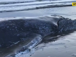 Семитонный кит выбросился на берег в Аргентине