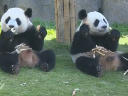 Панды из Шанхайского зоопарка отпраздновали день рождения