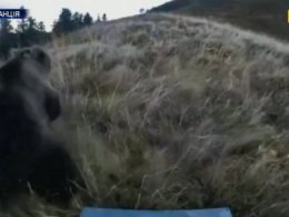 Двох ведмедів випустили у французьких Піренеях заради збільшення місцевої популяції