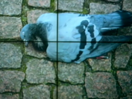 В Ровно массово гибнут голуби