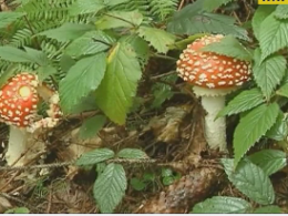 Від отруєння грибами на Кіровоградщині померла 13-річна дівчинка