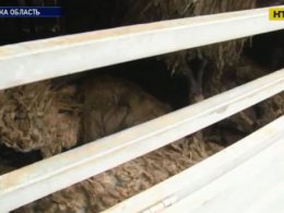 Власниця овець, що були замкнені у фурі, чекає на результати лабораторних досліджень