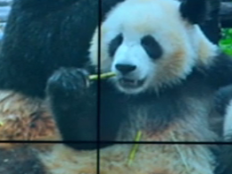 У Китаї заборонили фотографуватися з пандами