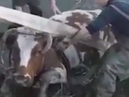 Спасатели Днепропетровщины вытащили корову из реки