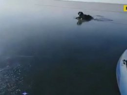 В Забайкалье спасли собаку, вмерзшую в лед