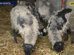 Більше 200 овець, які вижили в пеклі в порту в Чорноморську, повернулися на Одещину
